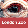 London Zoo